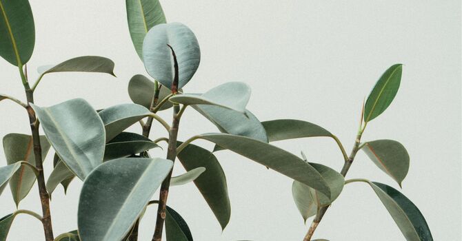 Traditional Chinese Medicine