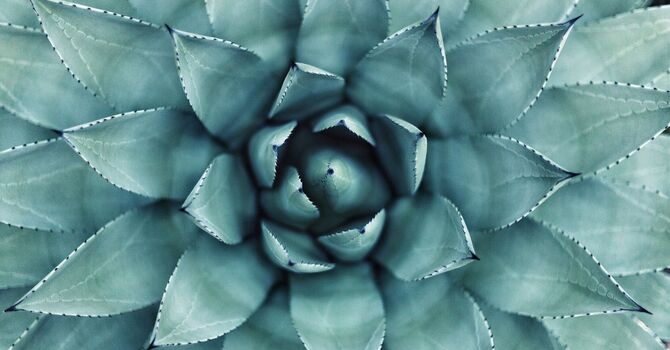 Traditional Chinese Medicine